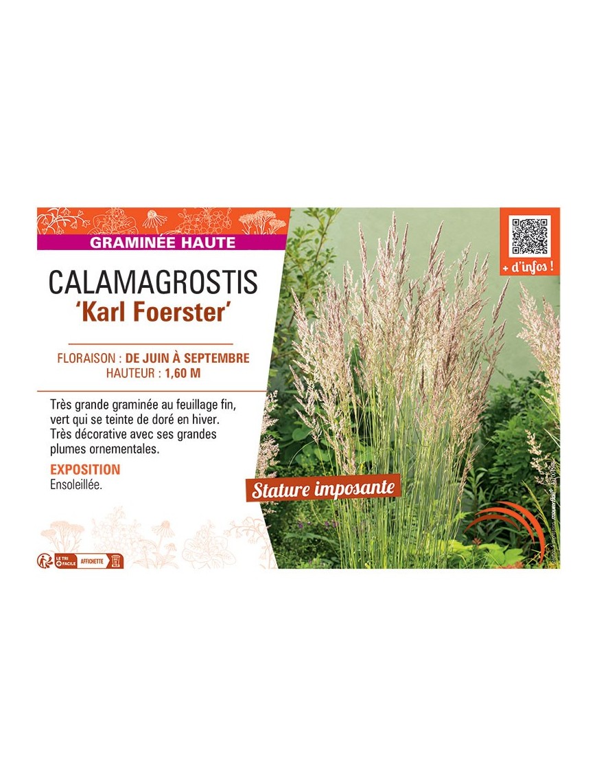 CALAMAGROSTIS KARL FOERSTER