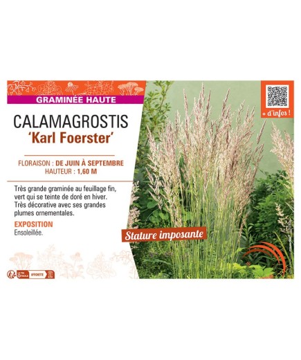 CALAMAGROSTIS KARL FOERSTER