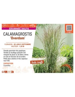 CALAMAGROSTIS OVERDAM