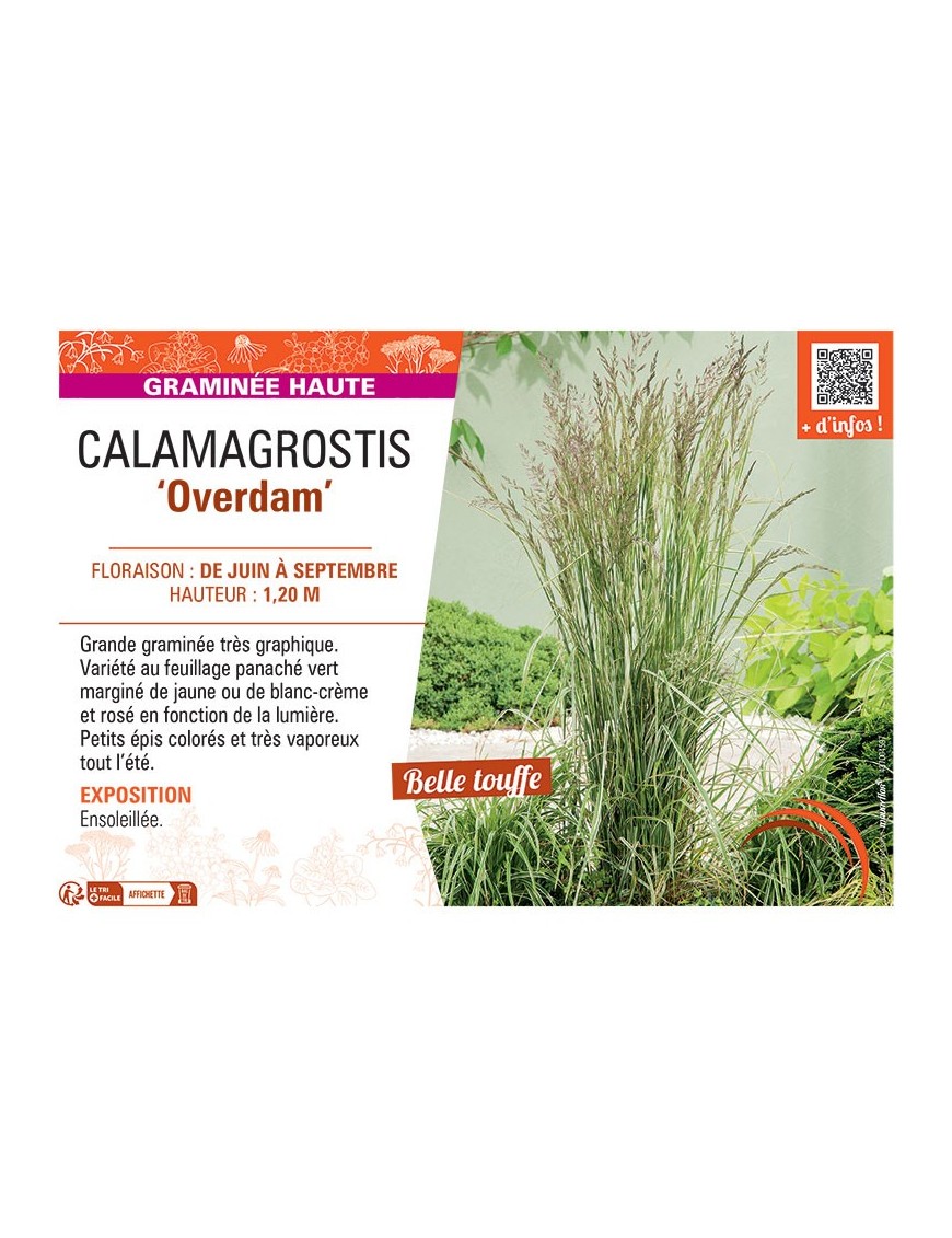 CALAMAGROSTIS OVERDAM