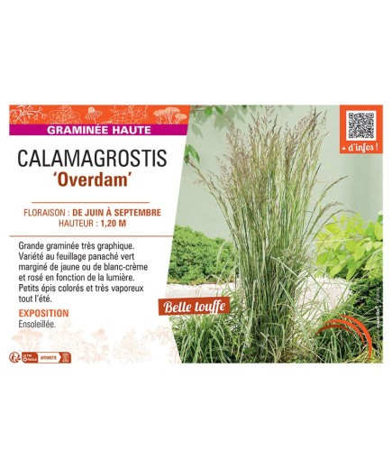 CALAMAGROSTIS OVERDAM