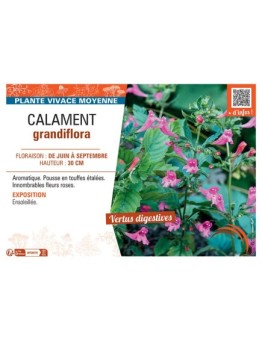 CALAMENT GRANDIFLORA