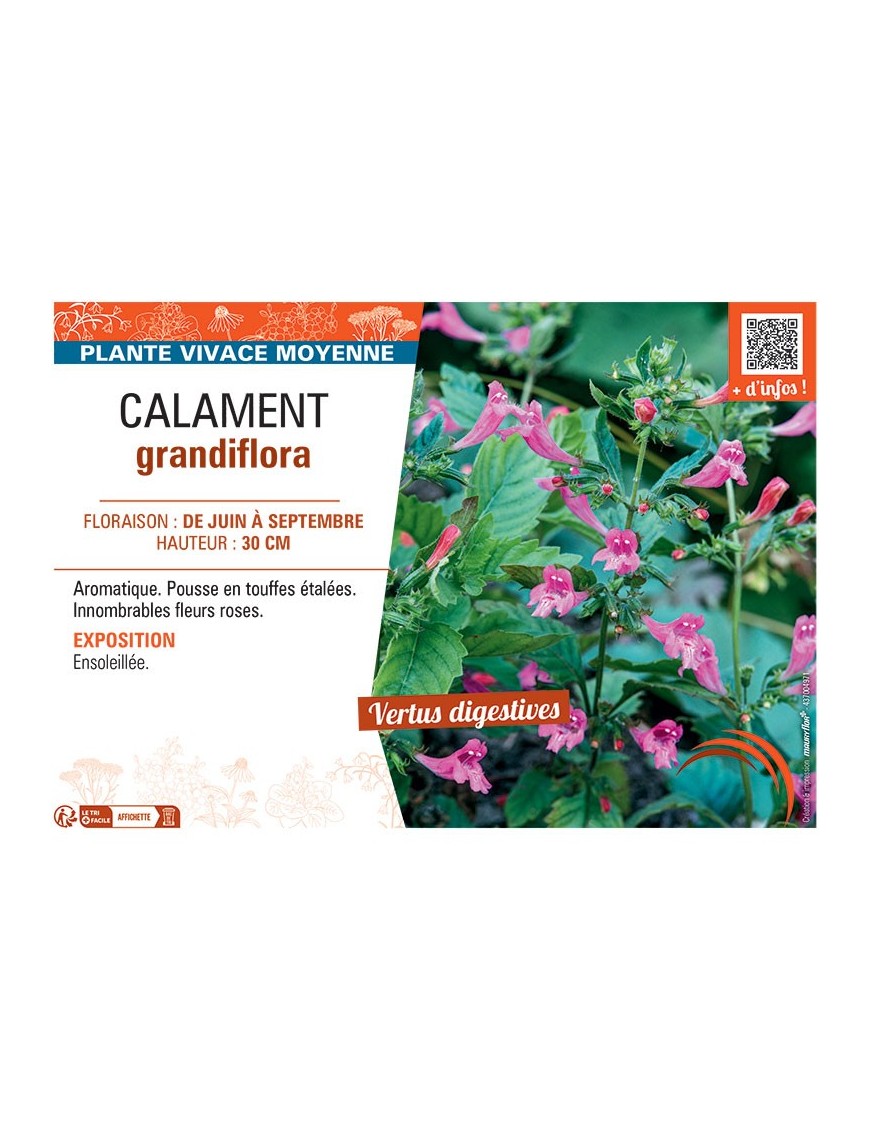 CALAMENT GRANDIFLORA