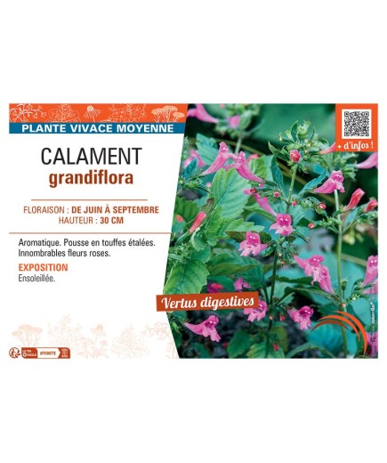 CALAMENT GRANDIFLORA