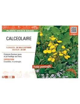 CALCEOLAIRE