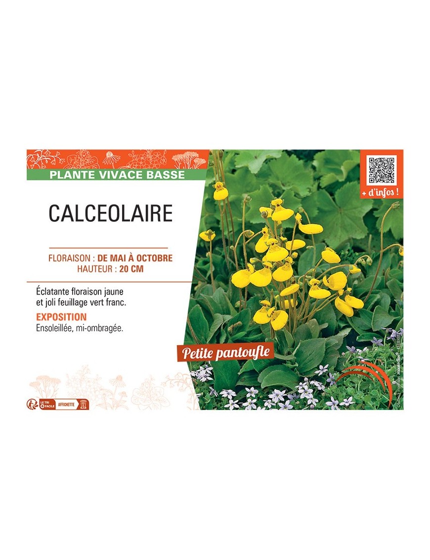 CALCEOLAIRE