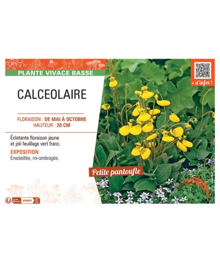 CALCEOLAIRE