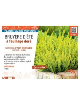 CALLUNA VULGARIS voir BRUYÈRE D'été à feuillage doré