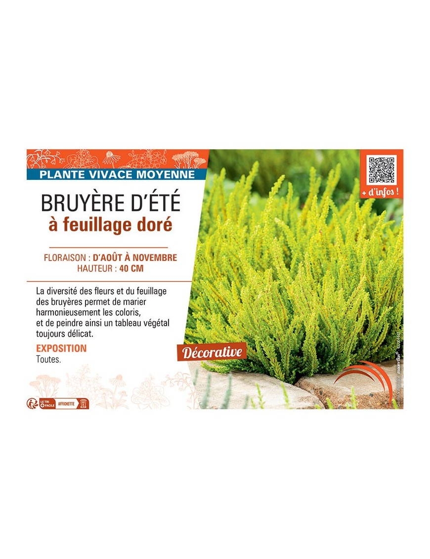CALLUNA VULGARIS voir BRUYÈRE D'été à feuillage doré