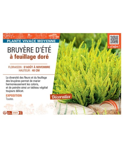 CALLUNA VULGARIS voir BRUYÈRE D'été à feuillage doré