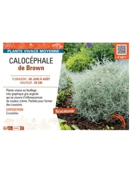 CALOCEPHALE DE BROWN