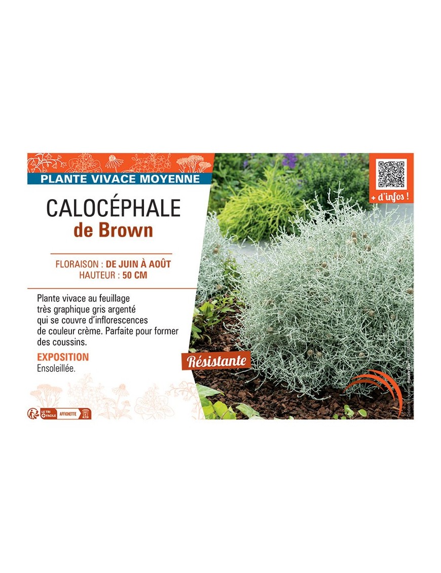 CALOCEPHALE DE BROWN