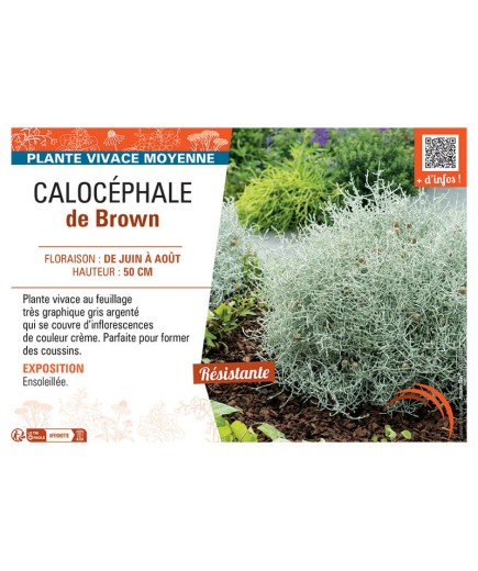 CALOCEPHALE DE BROWN