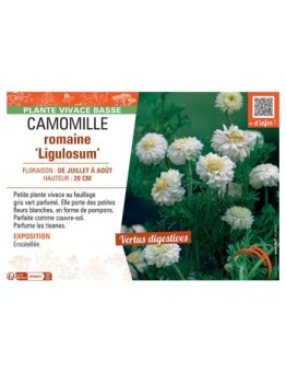 CAMOMILLE ROMAINE LIGULOSUM