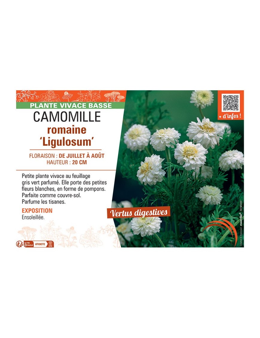 CAMOMILLE ROMAINE LIGULOSUM