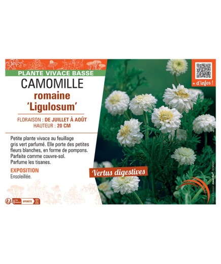 CAMOMILLE ROMAINE LIGULOSUM