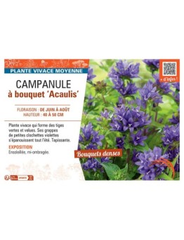 CAMPANULE à BOUQUET ACAULIS