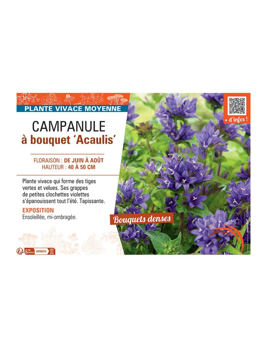 CAMPANULE à BOUQUET ACAULIS
