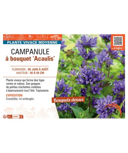 CAMPANULE à BOUQUET ACAULIS