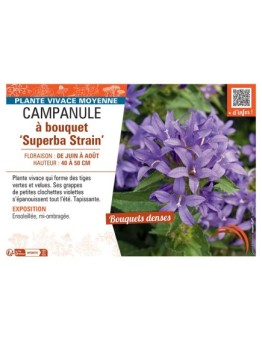 CAMPANULE à BOUQUET SUPERBA STRAIN