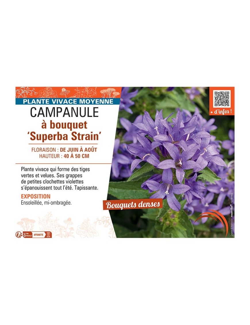 CAMPANULE à BOUQUET SUPERBA STRAIN