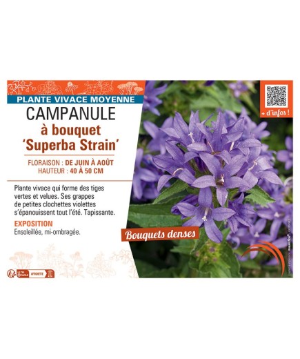 CAMPANULE à BOUQUET SUPERBA STRAIN