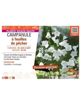 CAMPANULE À FEUILLES DE PÊCHER (BLANCHE)