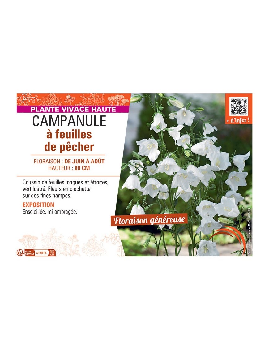 CAMPANULE À FEUILLES DE PÊCHER (BLANCHE)