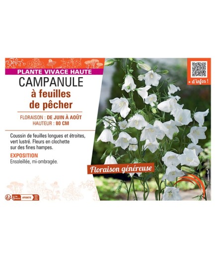CAMPANULE À FEUILLES DE PÊCHER (BLANCHE)
