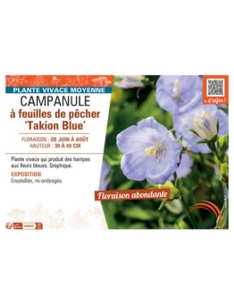 CAMPANULE à FEUILLES DE PÊCHER TAKION BLUE