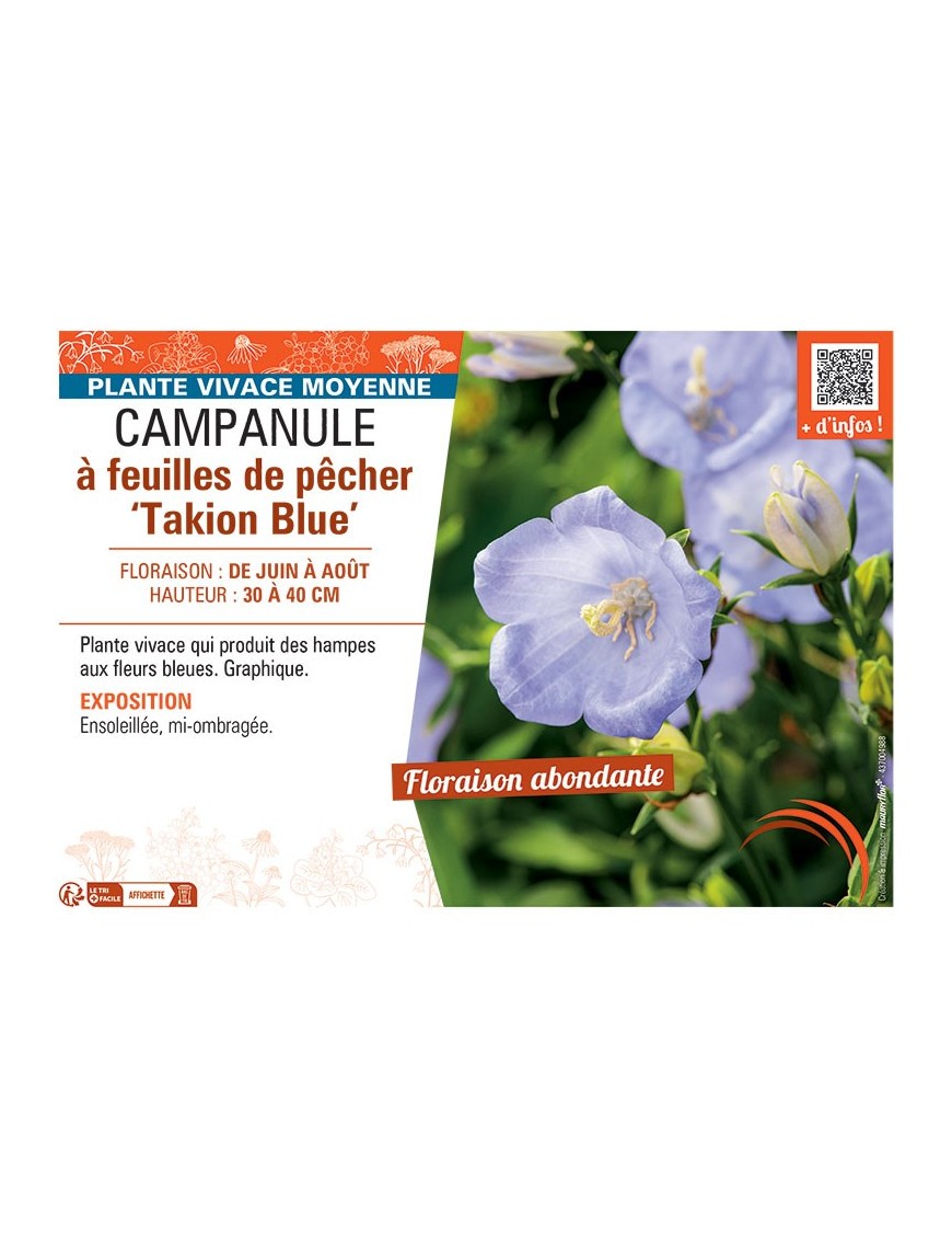 CAMPANULE à FEUILLES DE PÊCHER TAKION BLUE