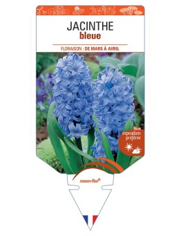 HYACINTHUS orientalis voir Jacinthe (bleu)