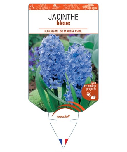 HYACINTHUS orientalis voir Jacinthe (bleu)