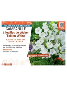 CAMPANULE à FEUILLES DE PÊCHER TAKION WHITE