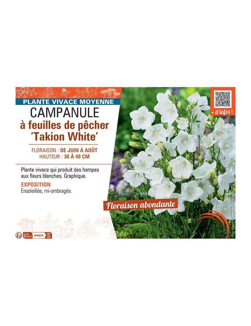 CAMPANULE à FEUILLES DE PÊCHER TAKION WHITE
