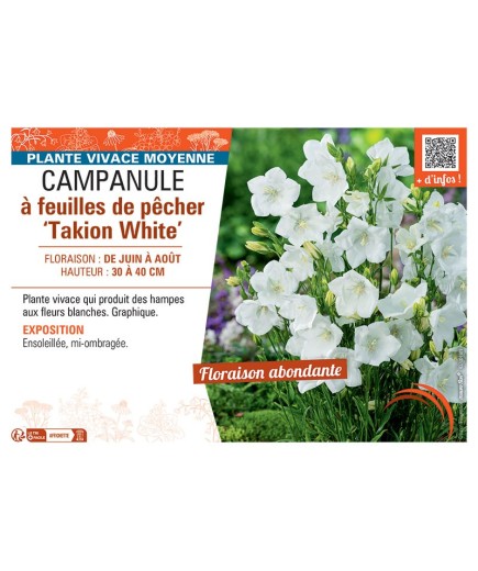 CAMPANULE à FEUILLES DE PÊCHER TAKION WHITE