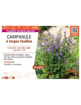 CAMPANULE à LARGES FEUILLES