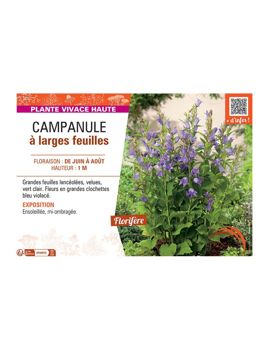 CAMPANULE à LARGES FEUILLES