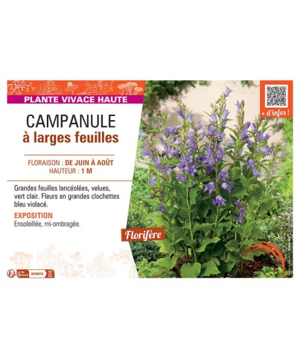 CAMPANULE à LARGES FEUILLES