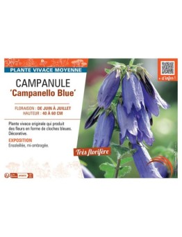 CAMPANULE CAMPANELLO BLUE