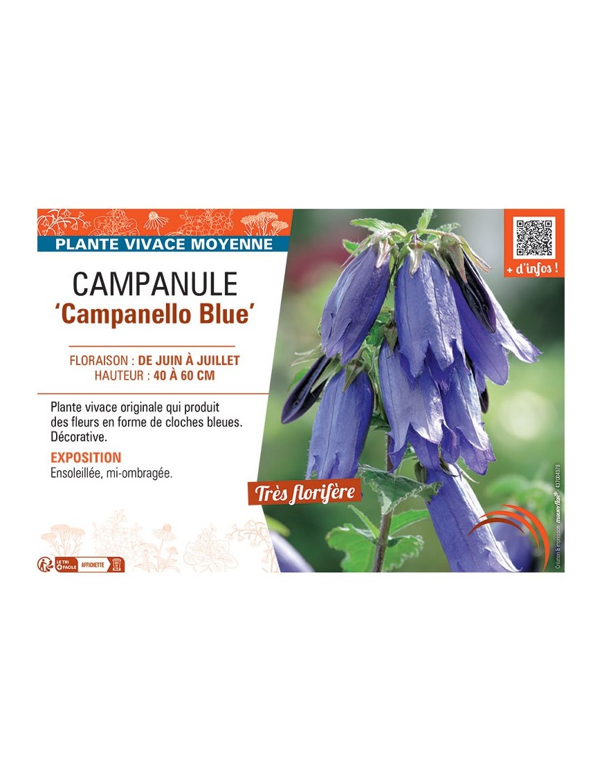 CAMPANULE CAMPANELLO BLUE