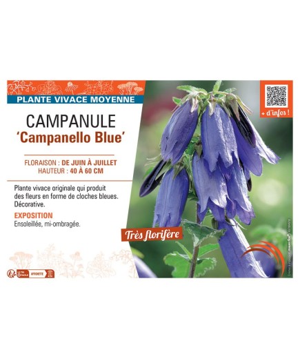 CAMPANULE CAMPANELLO BLUE