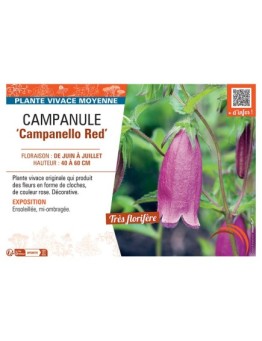 CAMPANULE CAMPANELLO RED