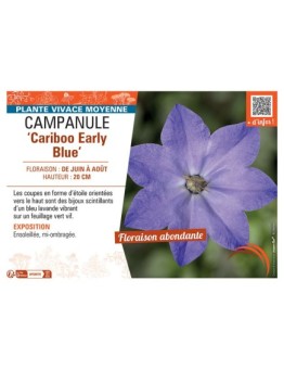 CAMPANULE CARIBOO EARLY BLUE