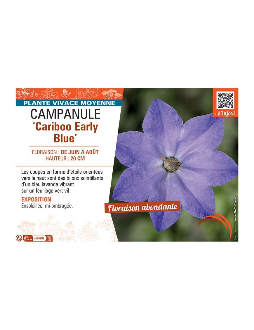 CAMPANULE CARIBOO EARLY BLUE