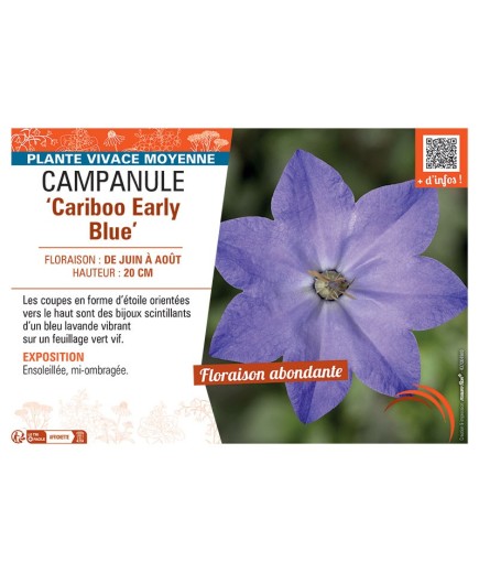 CAMPANULE CARIBOO EARLY BLUE