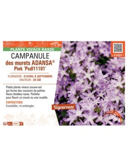 CAMPANULE DES MURAILLES ADANSA® PINK