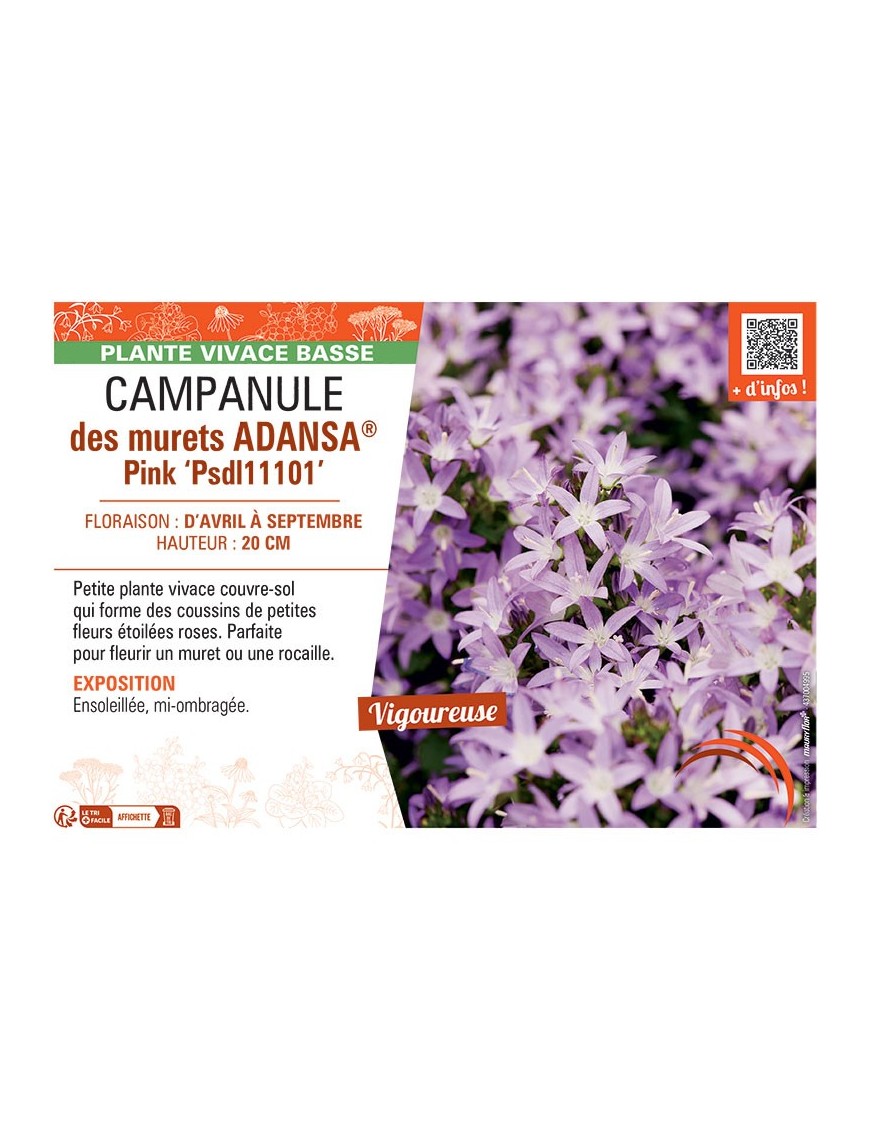 CAMPANULE DES MURAILLES ADANSA® PINK