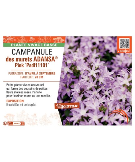 CAMPANULE DES MURAILLES ADANSA® PINK