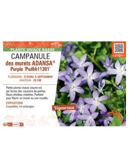 CAMPANULE DES MURAILLES ADANSA® PURPLE